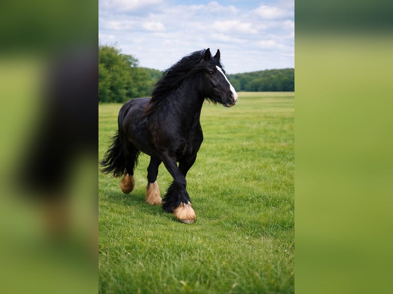 Tinker Stute 9 Jahre 150 cm Rappe in Essen