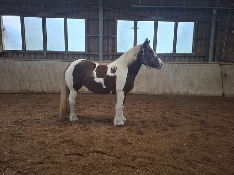 Tinker Stute 9 Jahre 150 cm Schecke in Pichl bei wels