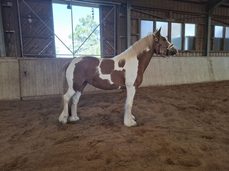 Tinker Stute 9 Jahre 150 cm Schecke in Pichl bei wels