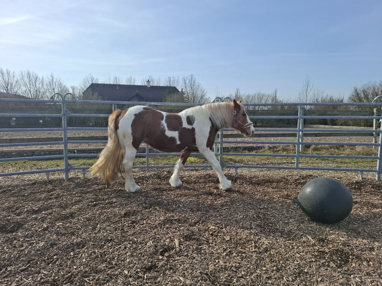 Tinker Stute 9 Jahre 150 cm Schecke in Pichl bei wels
