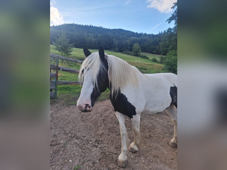 Tinker Stute 9 Jahre 150 cm Schecke in Reichenau an der Rax