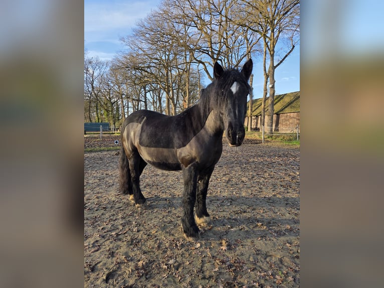 Tinker Stute 9 Jahre 152 cm Rappe in Hude (Oldenburg)