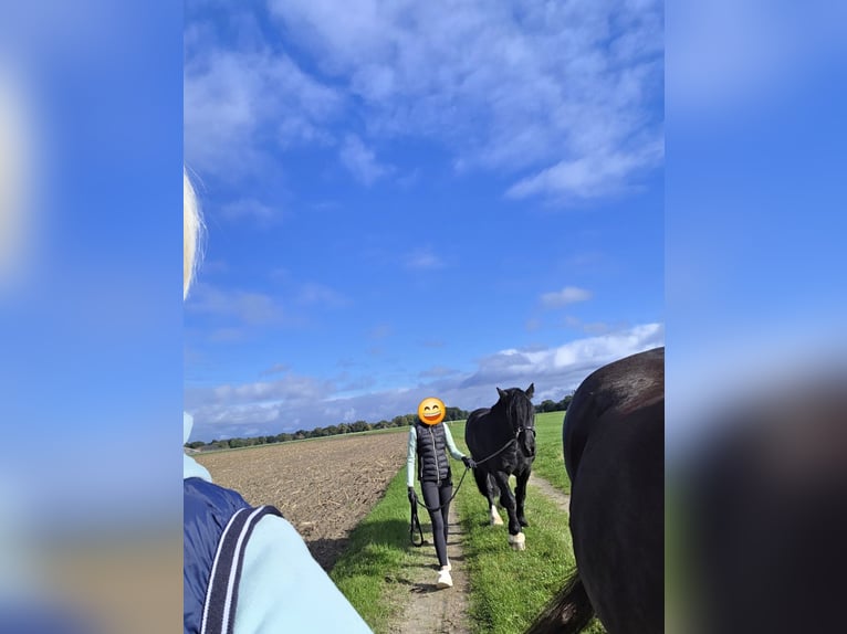 Tinker Stute 9 Jahre 152 cm Rappe in Hude (Oldenburg)