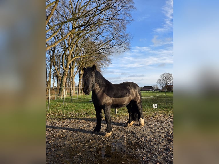 Tinker Stute 9 Jahre 152 cm Rappe in Hude (Oldenburg)