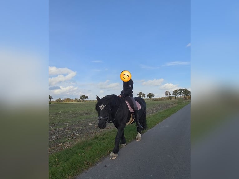 Tinker Stute 9 Jahre 152 cm Rappe in Hude (Oldenburg)