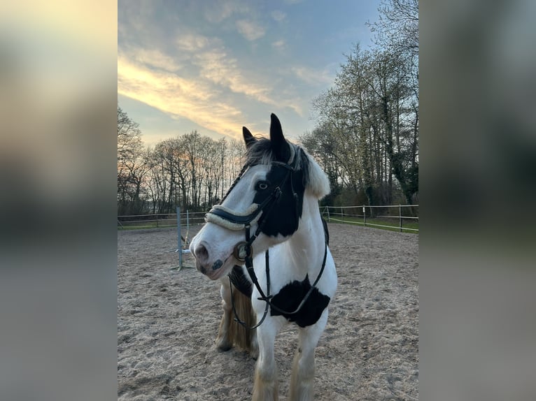 Tinker Stute 9 Jahre 157 cm Schecke in Westoverledingen