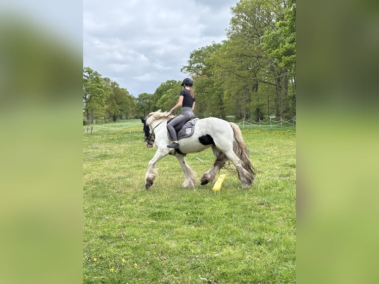 Tinker Stute 9 Jahre 157 cm Schecke in Westoverledingen