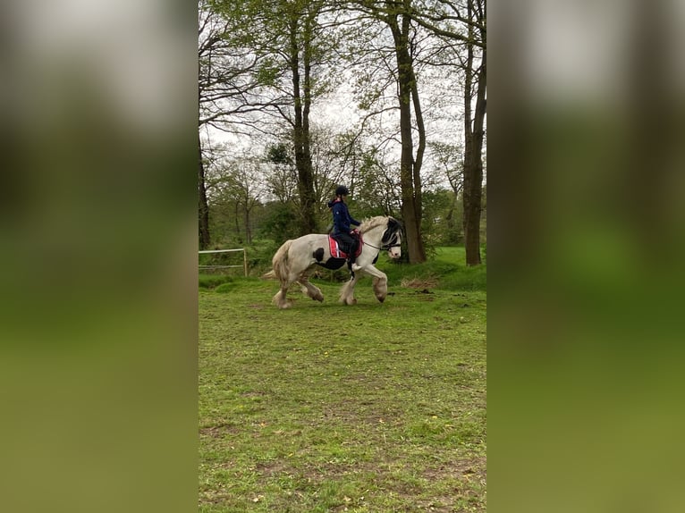 Tinker Stute 9 Jahre 157 cm Schecke in Westoverledingen