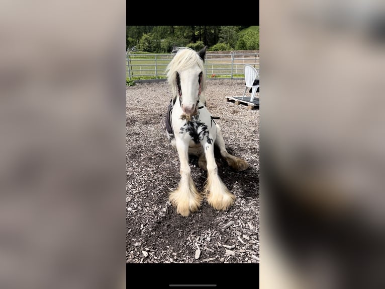 Tinker Mix Stute 9 Jahre 175 cm Rappschimmel in Valchava
