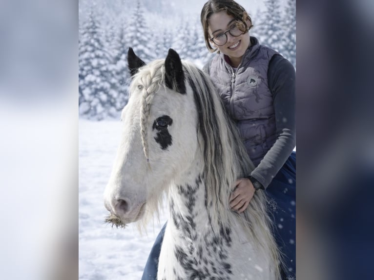 Tinker Mix Stute 9 Jahre 175 cm Rappschimmel in Valchava