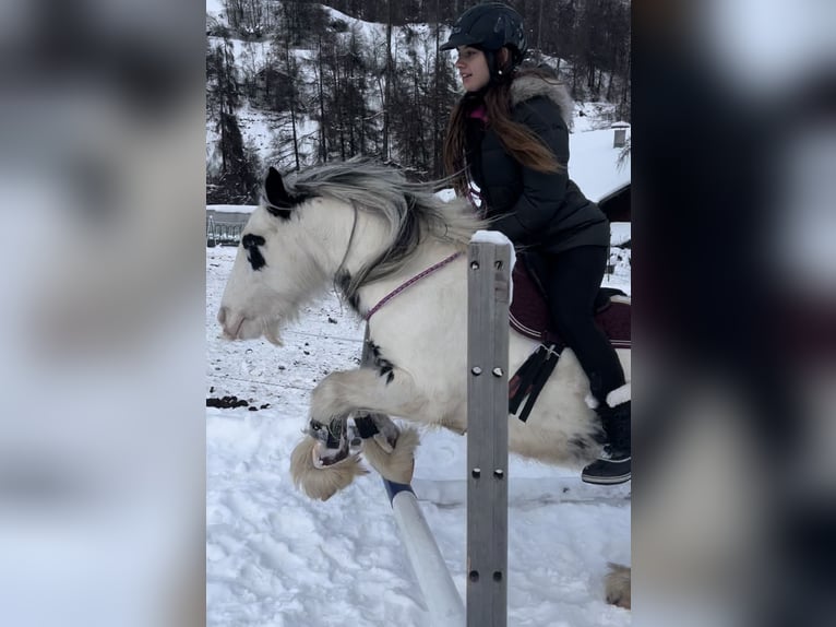 Tinker Mix Stute 9 Jahre 175 cm Rappschimmel in Valchava