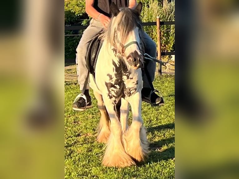 Tinker Stute 9 Jahre Schecke in Ecklingerode