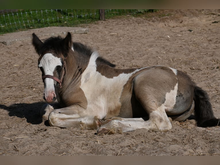 Tinker Stute Fohlen (06/2025) 145 cm Tobiano-alle-Farben in Barger-Compascuum