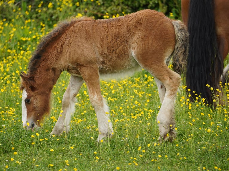 Tinker Stute Fohlen (03/2026) 153 cm  in kerry