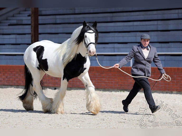 Tinker Stute Fohlen (04/2026) 155 cm Dunkelbrauner in Pisek