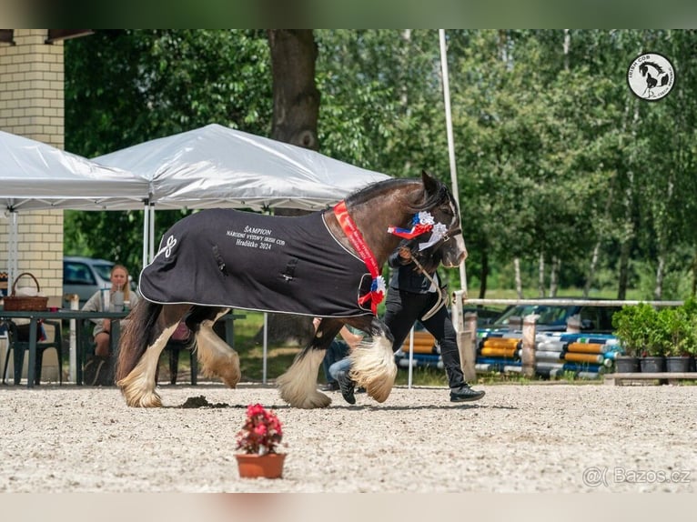 Tinker Stute Fohlen (04/2026) 155 cm Dunkelbrauner in Pisek