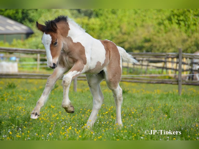 Tinker Stute Fohlen (04/2026) 155 cm Tobiano-alle-Farben in Hulsberg