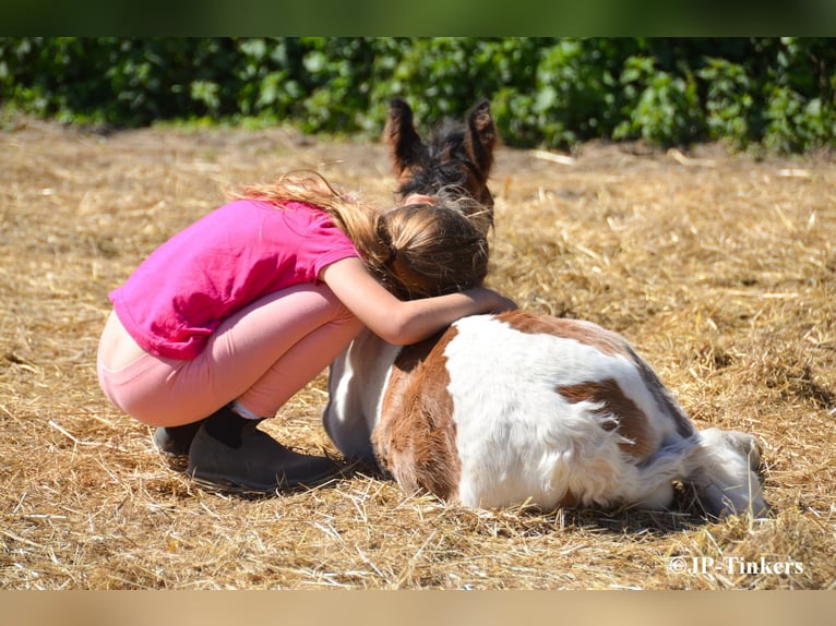 Tinker Stute Fohlen (04/2026) 155 cm Tobiano-alle-Farben in Hulsberg