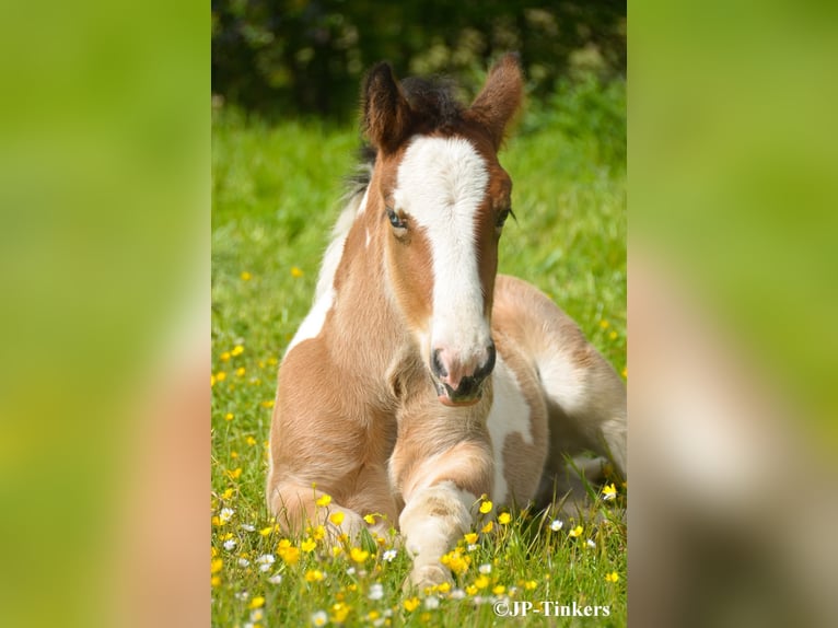 Tinker Stute Fohlen (04/2026) 155 cm Tobiano-alle-Farben in Hulsberg