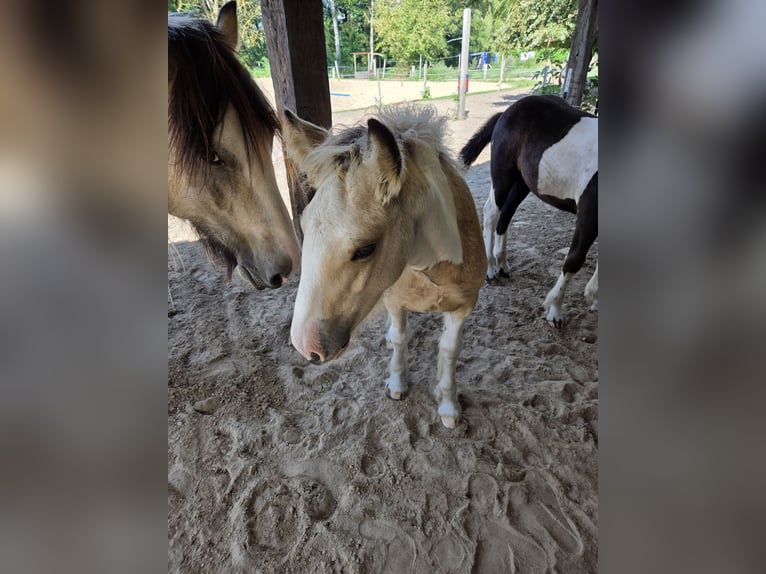 Tinker Stute Fohlen (05/2026) Buckskin in Plaaz