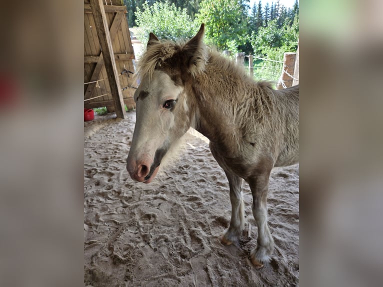 Tinker Stute Fohlen (05/2026) Buckskin in Plaaz