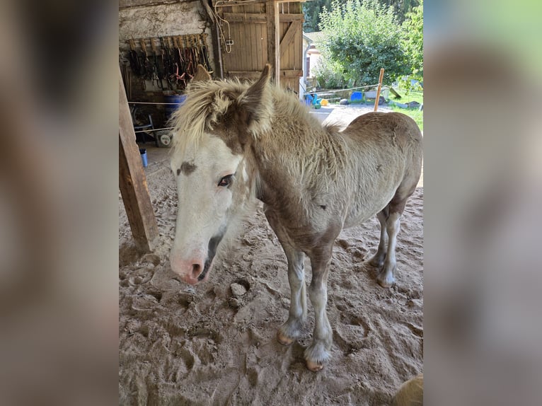 Tinker Stute Fohlen (05/2026) Buckskin in Plaaz