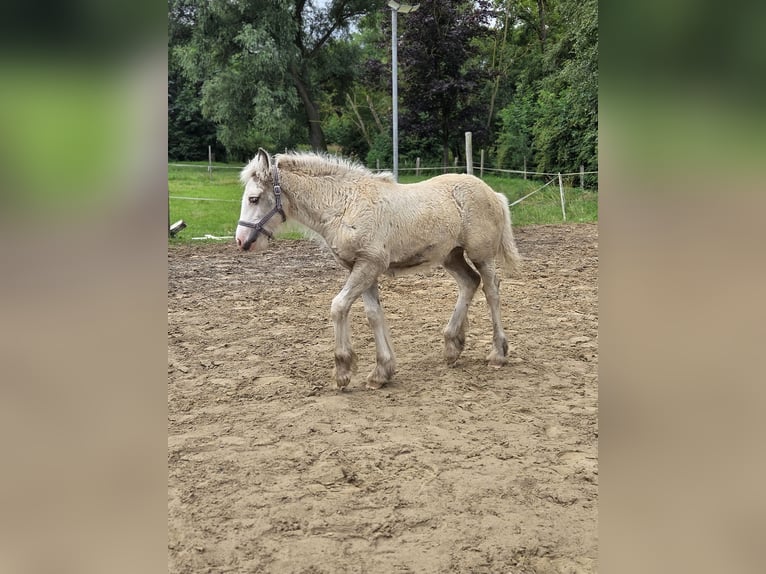 Tinker Stute Fohlen (05/2026) Buckskin in Plaaz
