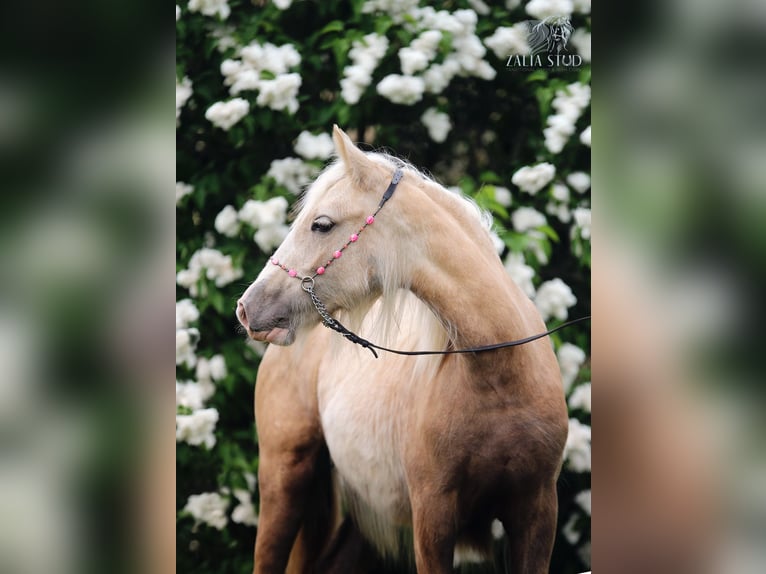 Tinker Stute Fohlen (01/2026) Palomino in Strykow