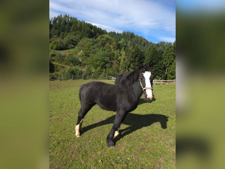 Tinker Stute Fohlen (05/2025) Rappe in Kumpitz