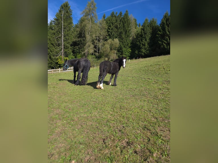 Tinker Stute Fohlen (05/2025) Rappe in Kumpitz