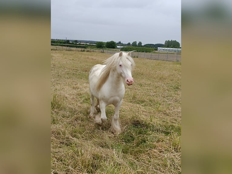 Tinker Stute Fohlen (05/2024) Sabino in Geetbets