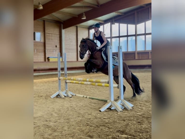 Tinker Mix Unbekannt 4 Jahre  in Achstetten