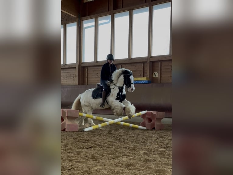 Tinker Mix Unbekannt 4 Jahre  in Achstetten