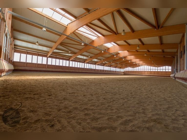 Tinker Mix Unbekannt 4 Jahre  in Achstetten