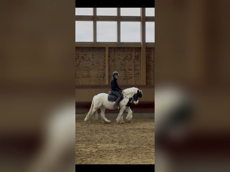 Tinker Mix Unbekannt 4 Jahre  in Achstetten