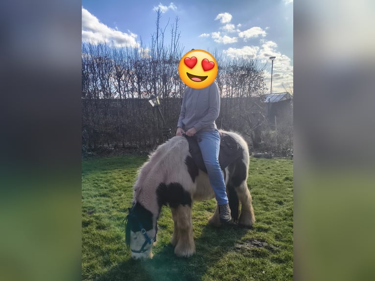 Tinker Wałach 10 lat 128 cm Srokata in Rahden