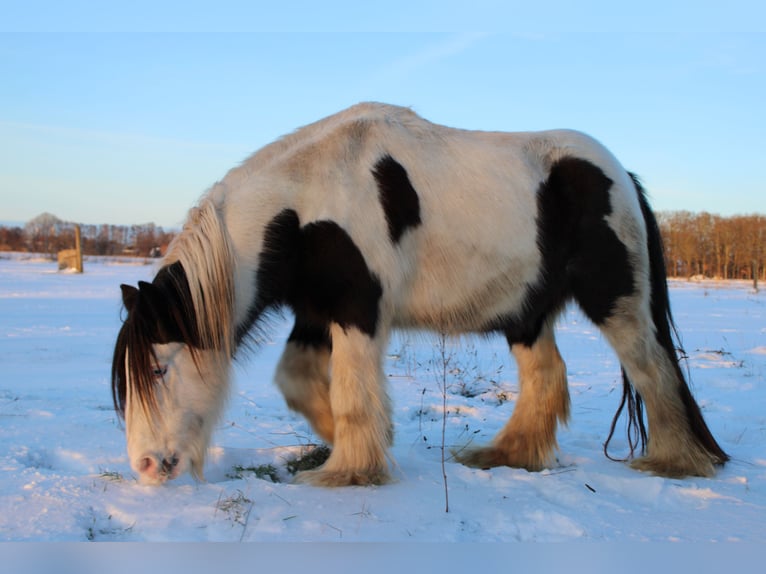Tinker Wałach 10 lat 128 cm Srokata in Rahden