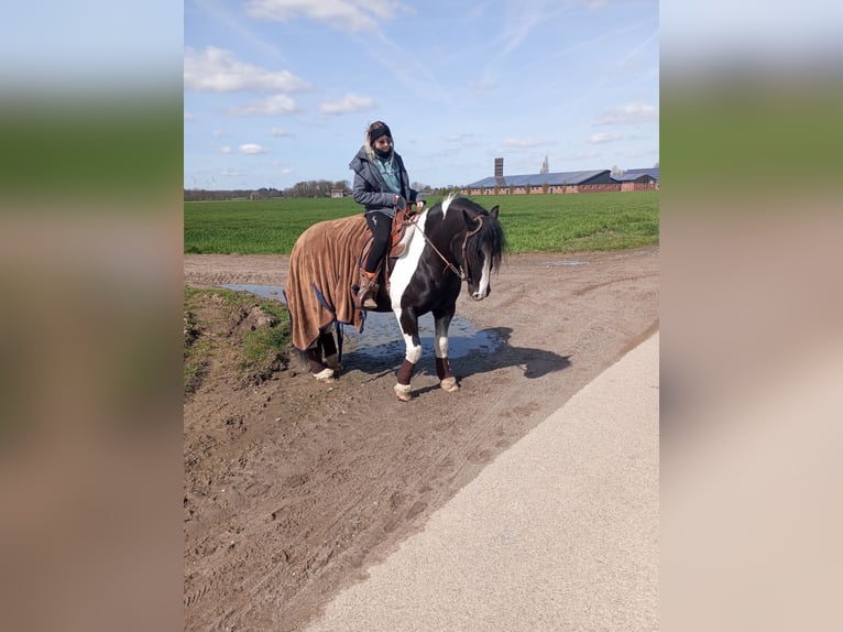 Tinker Mix Wałach 10 lat 143 cm Srokata in Kevelaer