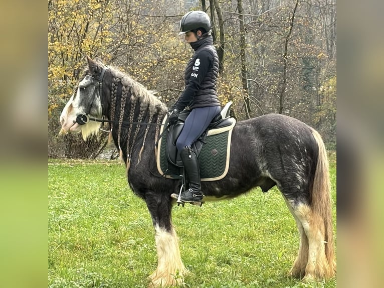 Tinker Wałach 10 lat 150 cm Kasztanowatodereszowata in Bergamo