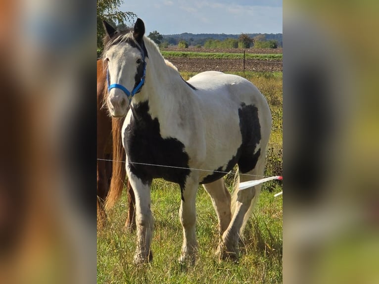 Tinker Wałach 10 lat 150 cm Srokata in Wurzen