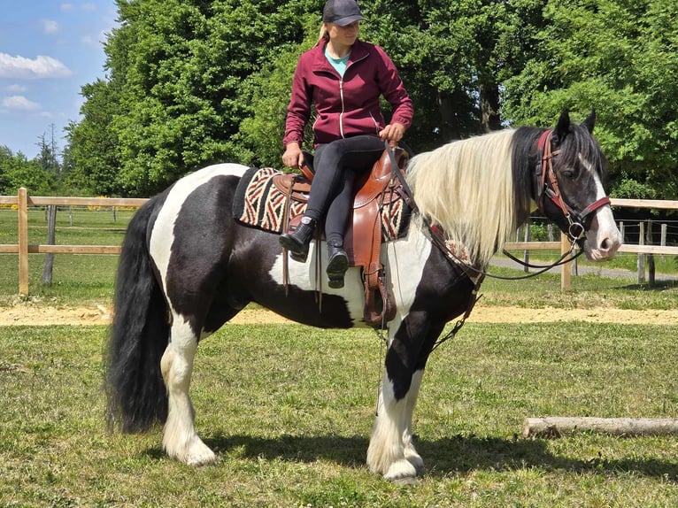 Tinker Wałach 10 lat 153 cm Srokata in Linkenbach