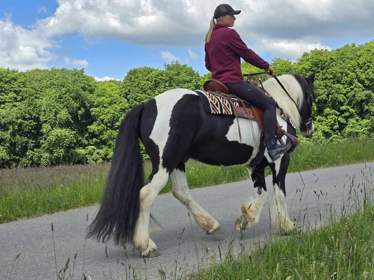 Tinker Wałach 10 lat 153 cm Srokata in Linkenbach