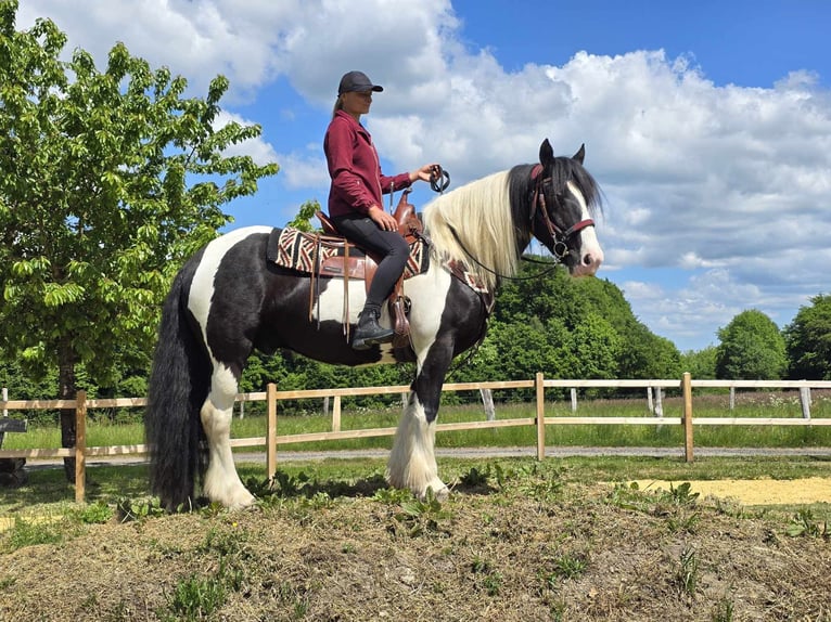 Tinker Wałach 10 lat 153 cm Srokata in Linkenbach