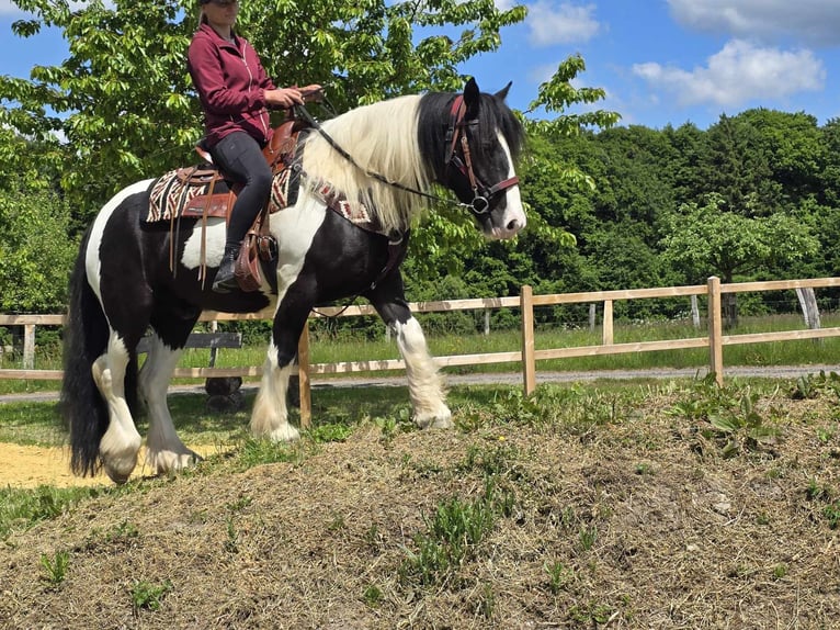 Tinker Wałach 10 lat 153 cm Srokata in Linkenbach