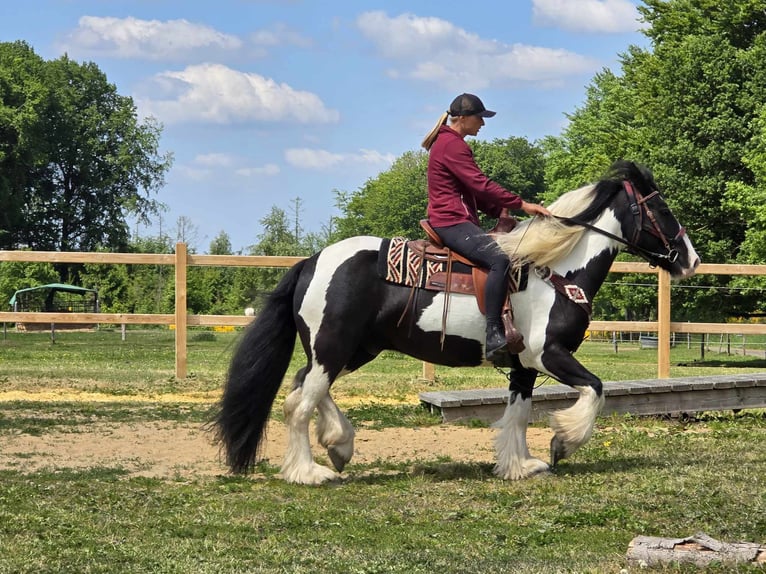 Tinker Wałach 10 lat 153 cm Srokata in Linkenbach
