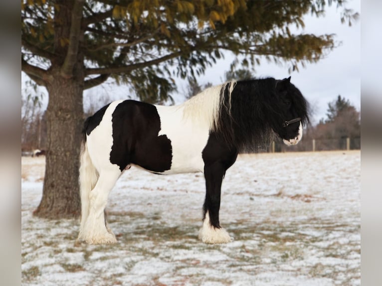 Tinker Wałach 10 lat 155 cm Srokata in Howell