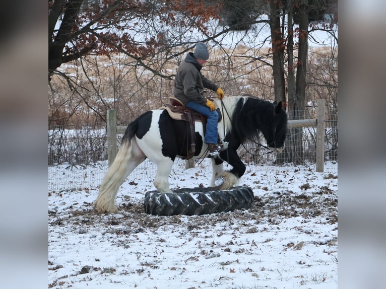 Tinker Wałach 10 lat 155 cm Srokata in Howell