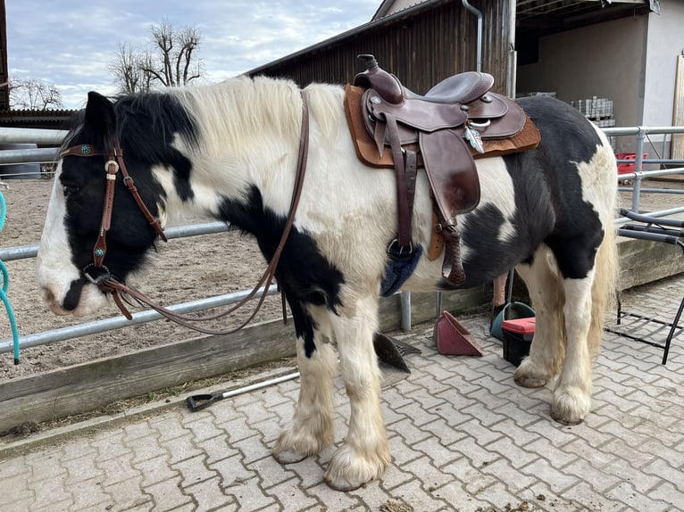 Tinker Wałach 10 lat 157 cm Srokata in Ruzsa