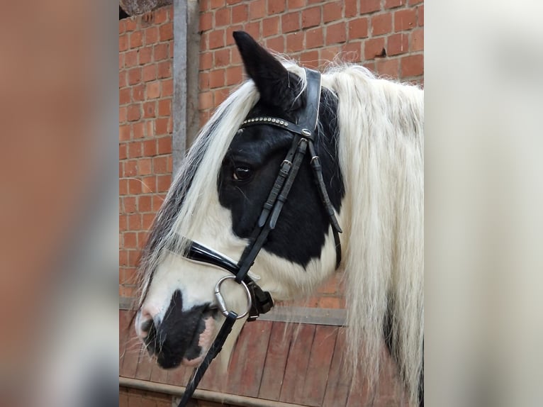 Tinker Wałach 10 lat 157 cm Srokata in Nettersheim