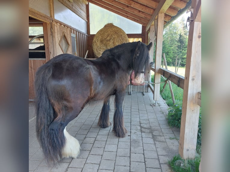 Tinker Wałach 11 lat 145 cm Kara in Böbrach
